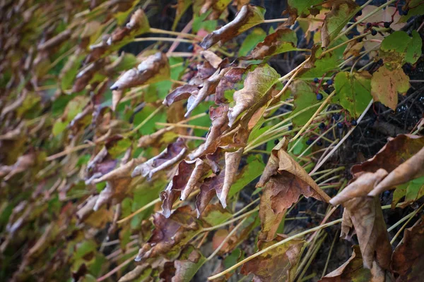 Italy Countryside Autumn Dry Fox Grape Leaves Garden — Stock Photo, Image