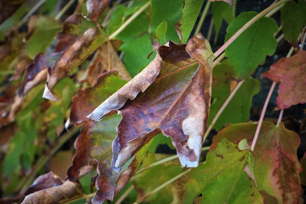 Italie Campagne Automne Feuilles Sèches Renard Dans Jardin — Photo