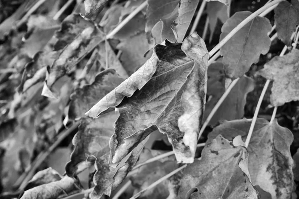Italy Countryside Autumn Dry Fox Grape Leaves Garden — Stock Photo, Image