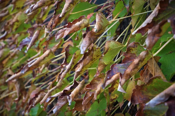 Itália Campo Outono Folhas Uva Raposa Seca Jardim — Fotografia de Stock