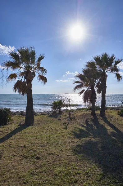 Italia Sicilia Marina Modica Provincia Ragusa Mar Mediterráneo Palmeras Costa —  Fotos de Stock