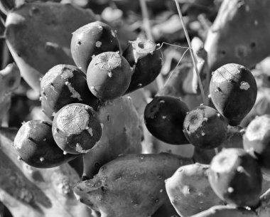 İtalya, Sicilya, kırsal, Hint inciri