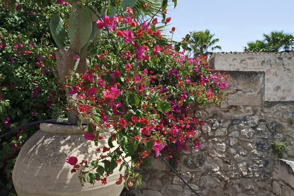 İtalya, Sicilya, Ragusa eyaletinde, kırsal; Özel taş çiftlik evi, bitkilerde Bahçe 