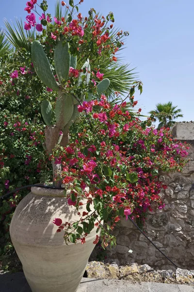 Italië Sicilië Spaanse Provincie Ragusa Platteland Privé Stenen Boerderij Planten — Stockfoto