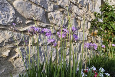 İtalya, Sicilya, Ragusa eyaletinde, kırsal; zarif özel ev, çiçek ve harici bir taş duvar