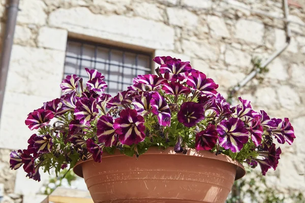 Italien Sicilien Lila Trumpet Blommor Trädgård — Stockfoto