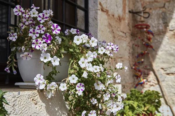 Italia Sicilia Campo Flores Trompeta Ventana Una Casa Piedra — Foto de Stock