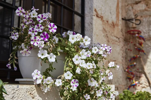 Italien Sicilien Landsbygden Trumpet Blommor Fönstret Sten Bondgård — Stockfoto