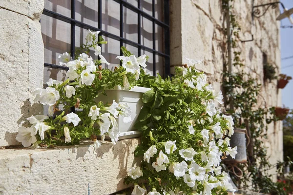 Италия Сицилия Сельская Местность Цветы Трубе Окне Каменного Фермерского Дома — стоковое фото