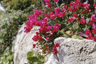İtalya, Sicilya, kırsal, Ragusa eyaletinde, mor bouganville