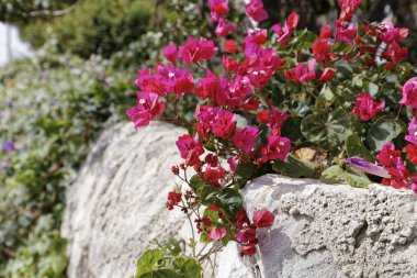 İtalya, Sicilya, kırsal, Ragusa eyaletinde, mor bouganville