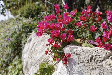 İtalya, Sicilya, kırsal, Ragusa eyaletinde, mor bouganville