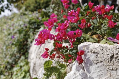 İtalya, Sicilya, kırsal, Ragusa eyaletinde, mor bouganville