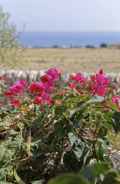 Italien Sizilien Landschaft Provinz Ragusa Lila Bouganville Und Das Mittelmeer — Stockfoto
