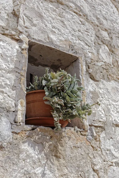 Italy Sicily Countryside Stone Farm House Esternal Wall Succulent Plants — Stock Photo, Image