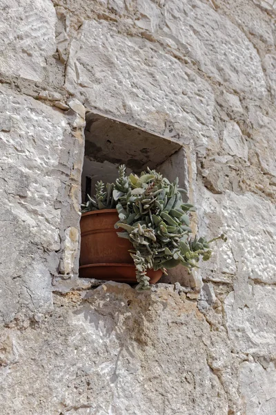 Italy Sicily Countryside Stone Farm House Esternal Wall Succulent Plants — Stock Photo, Image