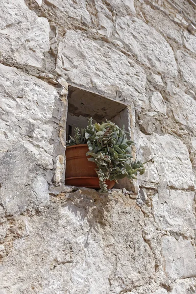 Italy Sicily Countryside Stone Farm House Esternal Wall Succulent Plants — Stock Photo, Image