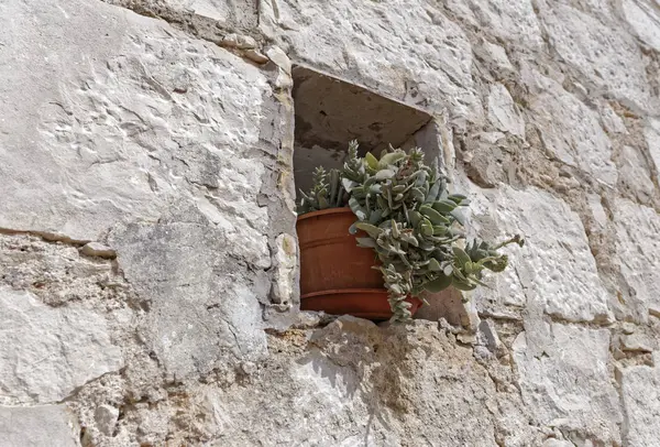 Italien Sicilien Landsbygden Sten Gård Esternal Husvägg Saftiga Växter Vas — Stockfoto