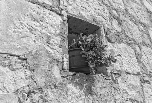 Italia Sicilia Campagna Casa Colonica Pietra Muro Esteriore Piante Grasse — Foto Stock