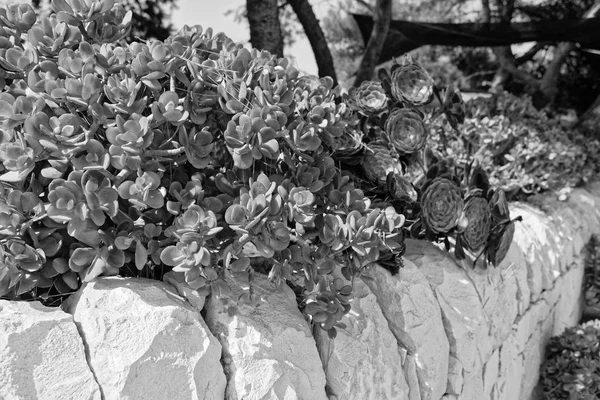 Italy Sicily Countryside Stone Farm House Succulent Plants Garden — Stock Photo, Image