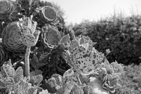 Italia Sicilia Campo Granja Piedra Plantas Suculentas Jardín —  Fotos de Stock