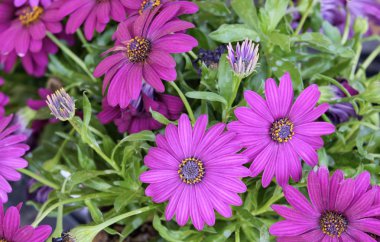 İtalya, Sicilya, bahçede mor papatyalar