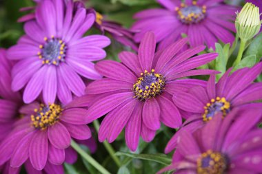 İtalya, Sicilya, bahçede mor papatyalar