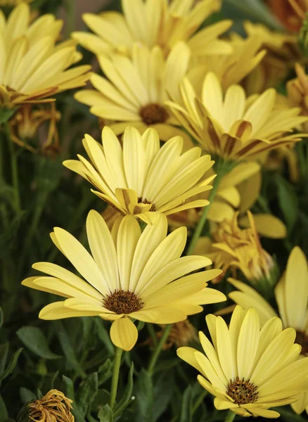 Italie Sicile Marguerites Jaunes Dans Jardin — Photo