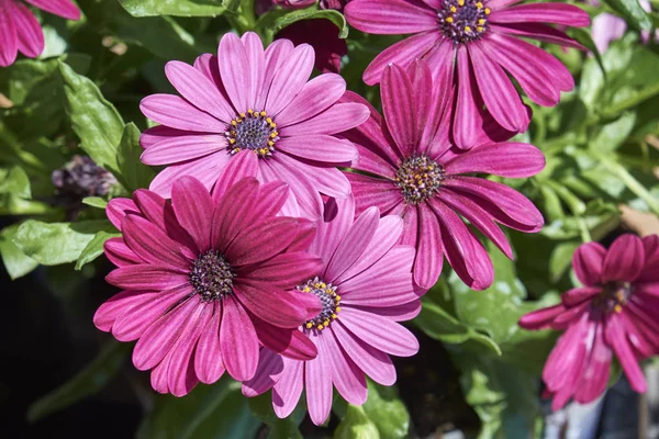 İtalya, Sicilya, bahçede mor papatyalar