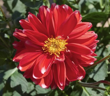 Bir bahçede Kırmızı Dahlia çiçek