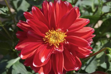 Bir bahçede Kırmızı Dahlia çiçek