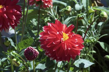 Bahçedeki kırmızı yıldız çiçekleri