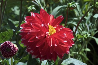 Bahçedeki kırmızı yıldız çiçekleri