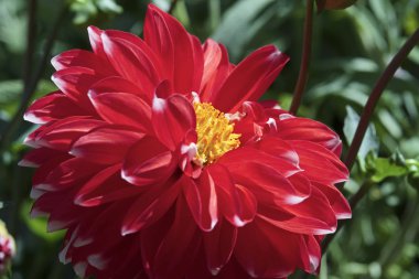 Bir bahçede Kırmızı Dahlia çiçek