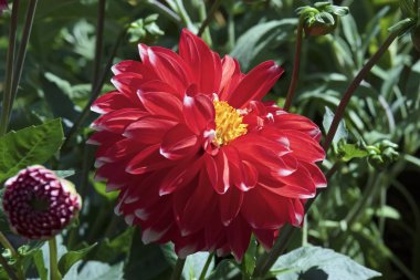 Bahçedeki kırmızı yıldız çiçekleri