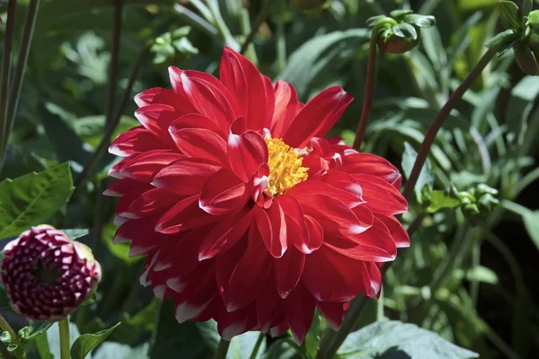 Bahçedeki kırmızı yıldız çiçekleri