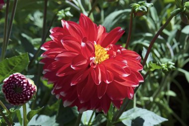 Bahçedeki kırmızı yıldız çiçekleri