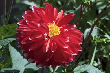 Bir bahçede Kırmızı Dahlia çiçek