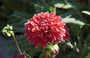 Bir bahçede Kırmızı Dahlia çiçek