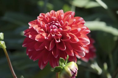 Bir bahçede Kırmızı Dahlia çiçek