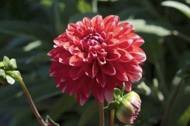 Bir bahçede Kırmızı Dahlia çiçek