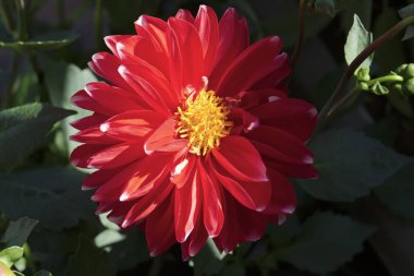 Bir bahçede Kırmızı Dahlia çiçek