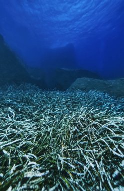 İtalya, Calabria, Cannitello (Reggio Calabria Province), U.W. fotoğraf, Akdeniz tapeweed (Posidonia oceanica) - Film tarası