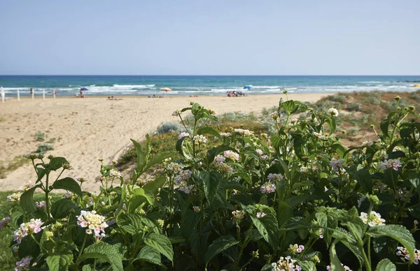 Italië Sicilië Middellandse Zee Zuidelijke Zandkust Playa Grande Provincie Ragusa — Stockfoto