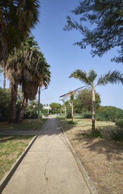 İtalya, Sicilya, Akdeniz, Playa Grande (Ragusa ili), deniz kenarında palmiye ağaçları