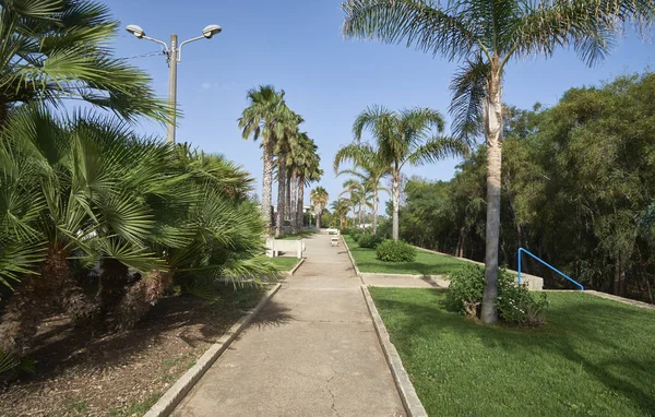 Italien Sicilien Medelhavet Playa Grande Ragusaprovinsen Palmer Vid Strandpromenaden — Stockfoto