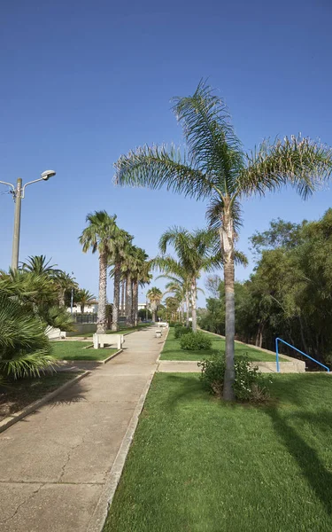 Italia Sicilia Mar Mediterráneo Playa Grande Provincia Ragusa Palmeras Acera — Foto de Stock