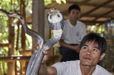 Tayland, Chiang Mai; 22 Ocak 2008, iki Kral Kobralar tutan bir Taylandlı adam (Naja naja), çok zehirli - Editörden