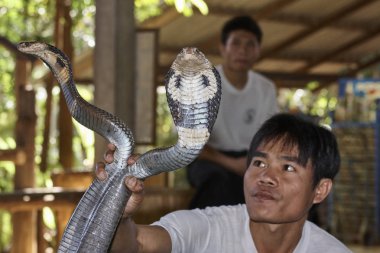 Tayland, Chiang Mai; 22 Ocak 2008, iki Kral Kobralar tutan bir Taylandlı adam (Naja naja), çok zehirli - Editörden