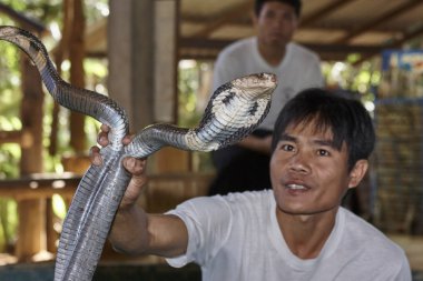 Tayland, Chiang Mai; 22 Ocak 2008, iki Kral Kobralar tutan bir Taylandlı adam (Naja naja), çok zehirli - Editörden